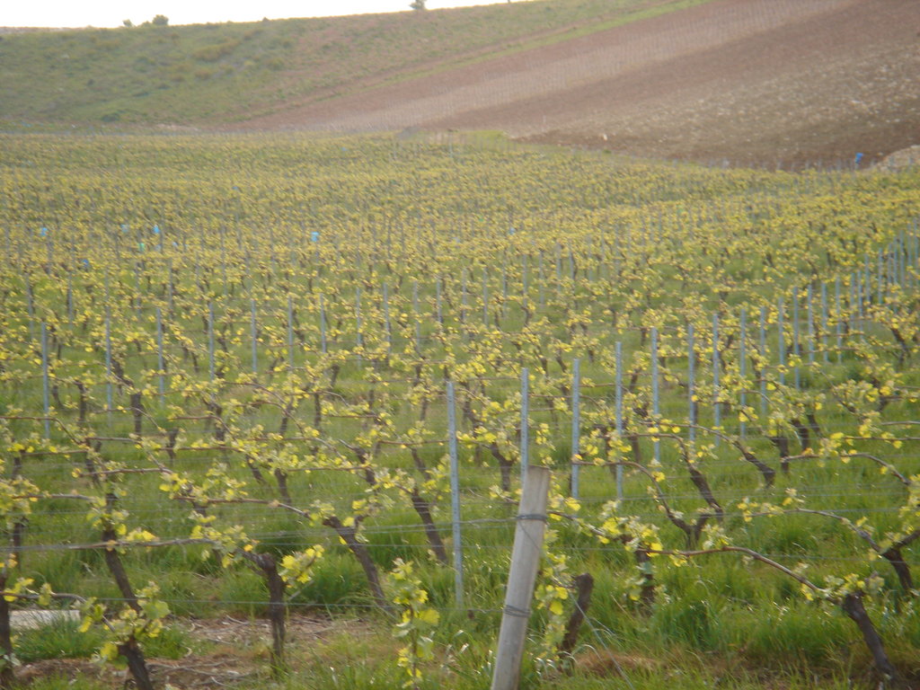 la vigne se réveille au Domaine du Nozay à Sancerre