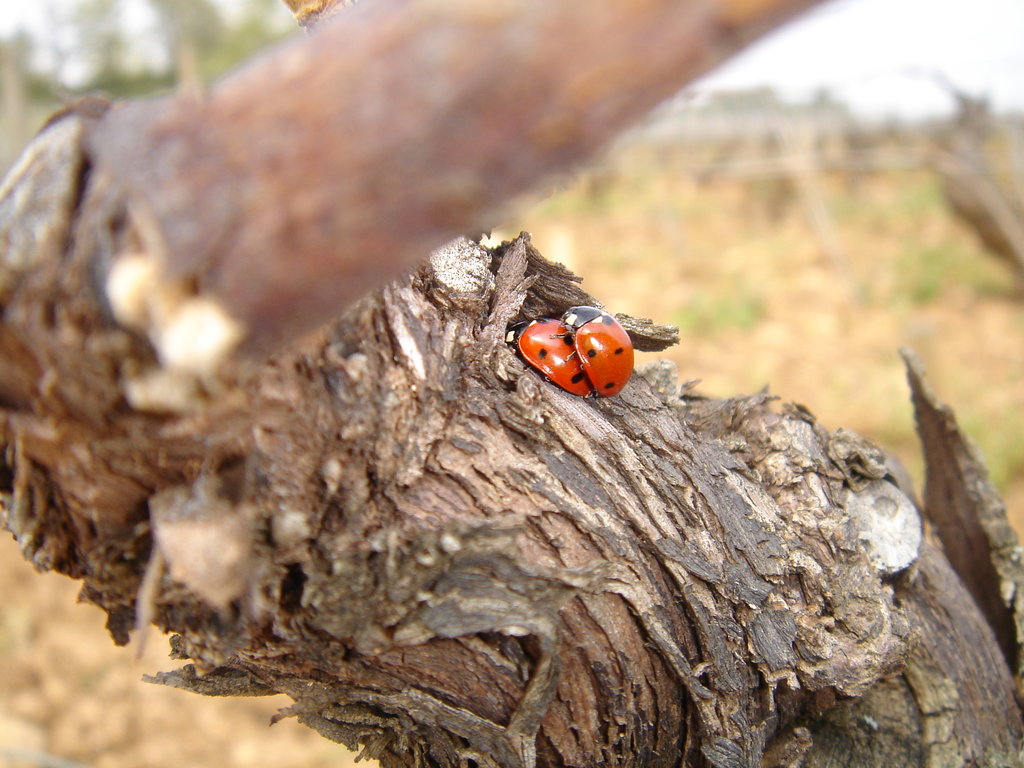 La nature se réveille au Domaine du Nozay à Sancerre