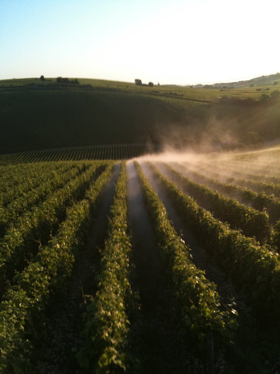 Poudrage au Domaine du Nozay à Sancerre