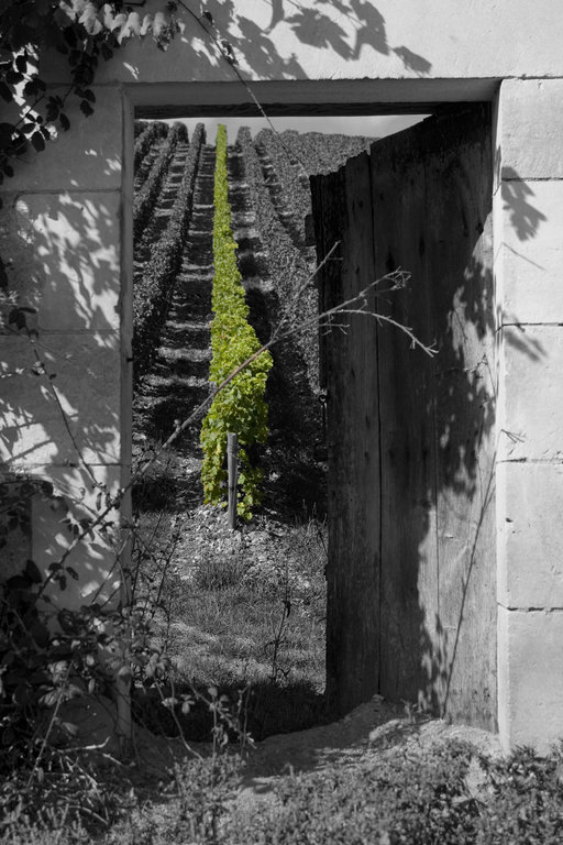 l'été au Domaine du Nozay à Sancerre