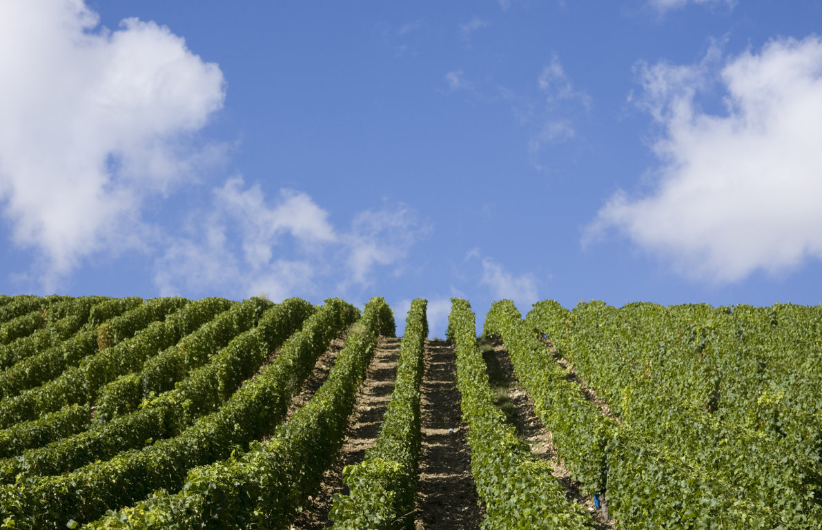 l'été au Domaine du Nozay à Sancerre